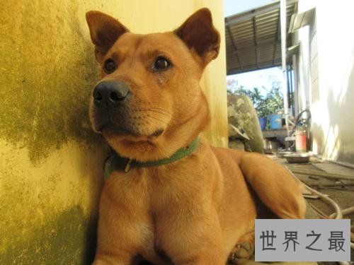 十大便宜好养的狗狗排行，有没有你想养的狗狗？