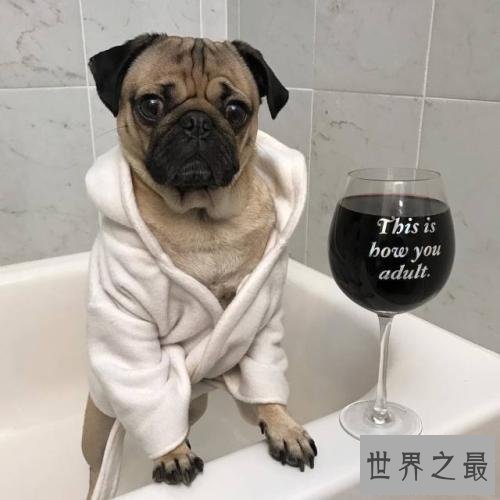 十种脾气好的狗狗排名，有没有你喜欢的狗狗？