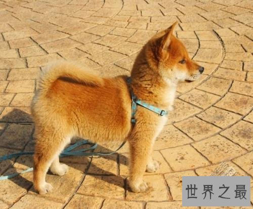 十种脾气好的狗狗排名，有没有你喜欢的狗狗？