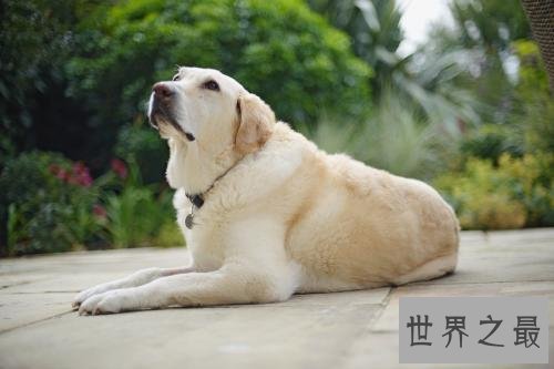 十种脾气好的狗狗排名，有没有你喜欢的狗狗？