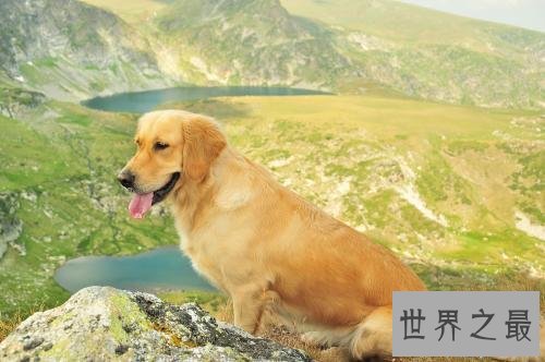 养金毛的十大坏处，你的金毛中招了吗？