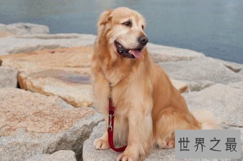 养金毛的十大坏处，你的金毛中招了吗？