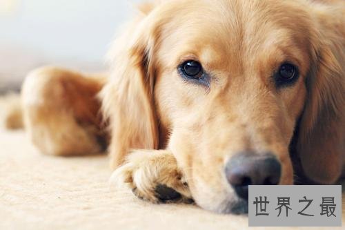 养金毛的十大坏处，你的金毛中招了吗？