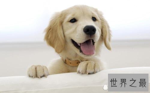 养金毛的十大坏处，你的金毛中招了吗？