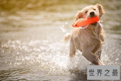 养金毛的十大坏处，你的金毛中招了吗？