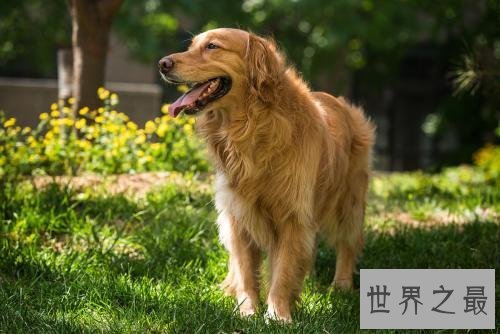 养金毛的十大坏处，你的金毛中招了吗？