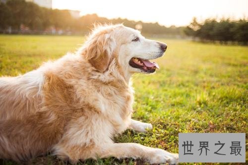 养金毛的十大坏处，你的金毛中招了吗？