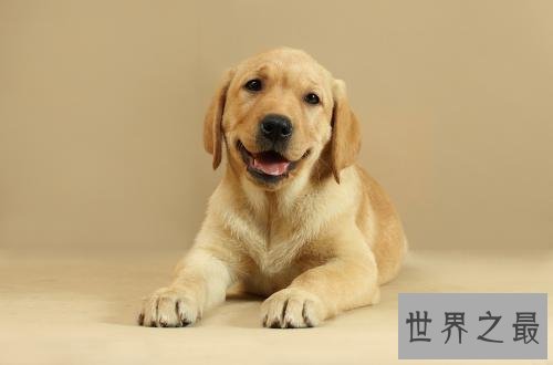 养金毛的十大坏处，你的金毛中招了吗？