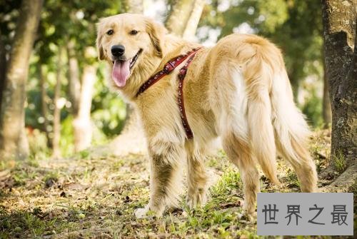 养金毛的十大坏处，你的金毛中招了吗？