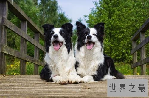 十个不养边牧的理由，第一条尤为重要。