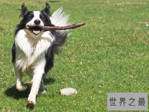 十个不养边牧的理由，第一条尤为重要。