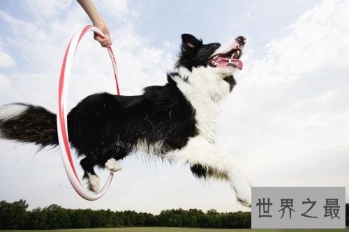 十个不养边牧的理由，第一条尤为重要。