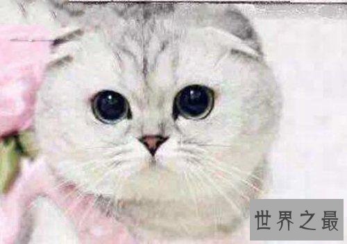 抖音的十大网红猫，有没有你喜欢的猫咪？