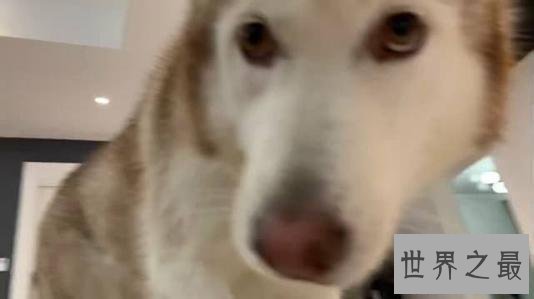 抖音十大宠物博主，你见过会说话的宠物吗？