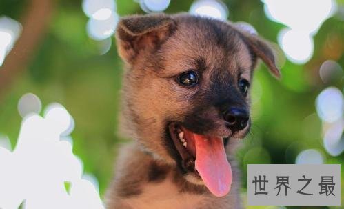 抖音十大宠物博主，你见过会说话的宠物吗？