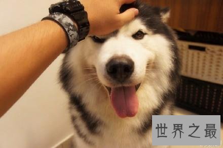 抖音十大宠物博主，你见过会说话的宠物吗？