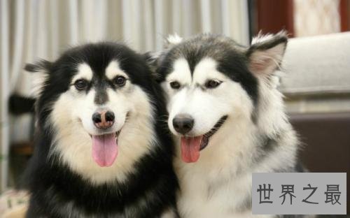 抖音十大宠物博主，你见过会说话的宠物吗？