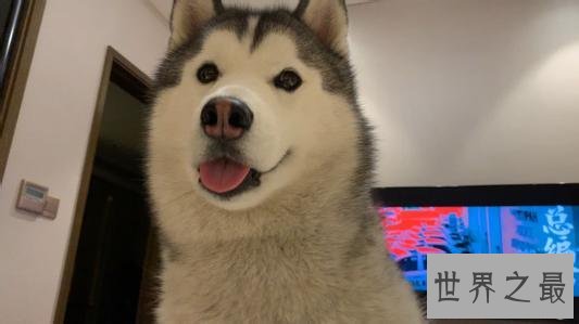 抖音十大宠物博主，你见过会说话的宠物吗？