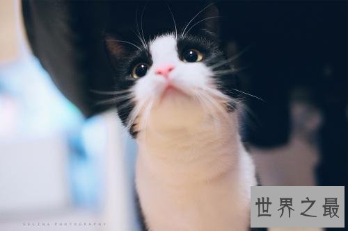 抖音十大宠物博主，你见过会说话的宠物吗？