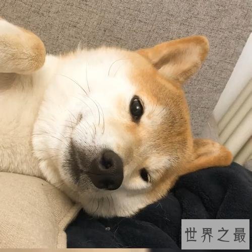 抖音十大宠物博主，你见过会说话的宠物吗？