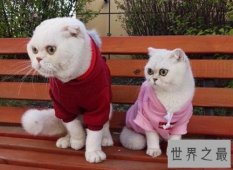 抖音十大宠物博主，你见过会说话的宠物吗？