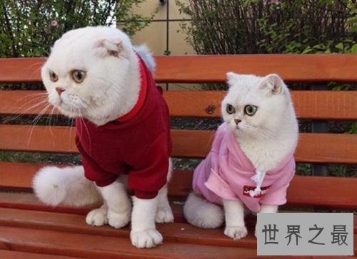 抖音十大宠物博主，你见过会说话的宠物吗？