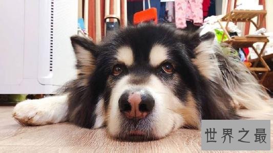 抖音十大宠物博主，你见过会说话的宠物吗？