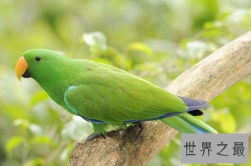 盘点常见的十种鹦鹉，有没有你心目中最喜爱的鹦鹉？