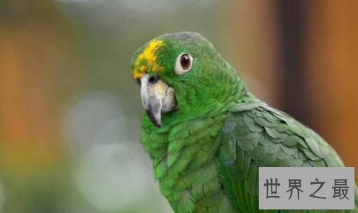 盘点常见的十种鹦鹉，有没有你心目中最喜爱的鹦鹉？