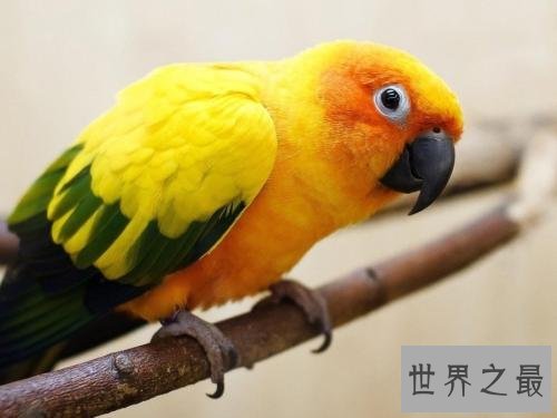 盘点常见的十种鹦鹉，有没有你心目中最喜爱的鹦鹉？