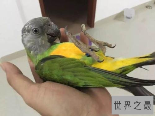 盘点常见的十种鹦鹉，有没有你心目中最喜爱的鹦鹉？