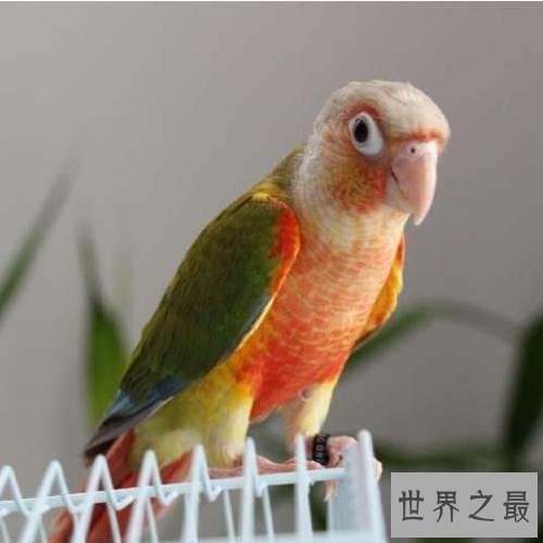 盘点常见的十种鹦鹉，有没有你心目中最喜爱的鹦鹉？