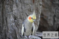 盘点常见的十种鹦鹉，有没有你心目中最喜爱的鹦鹉？