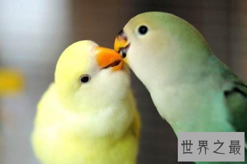 盘点常见的十种鹦鹉，有没有你心目中最喜爱的鹦鹉？