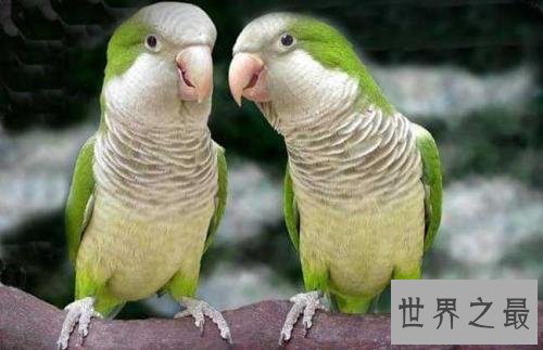 盘点常见的十种鹦鹉，有没有你心目中最喜爱的鹦鹉？