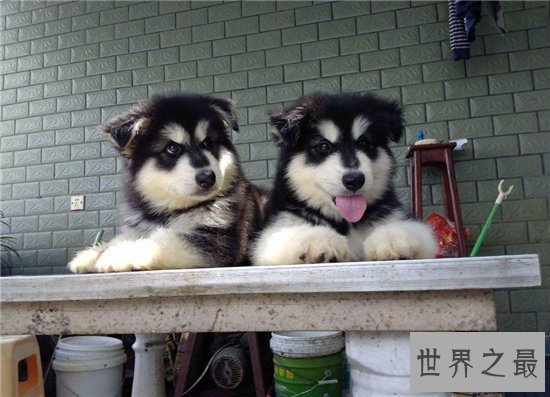 巨型阿拉斯加犬适合哪些人饲养?血统纯正价位很高