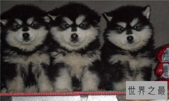 巨型阿拉斯加犬适合哪些人饲养?血统纯正价位很高