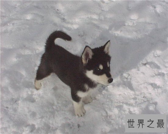 巨型阿拉斯加犬适合哪些人饲养?血统纯正价位很高