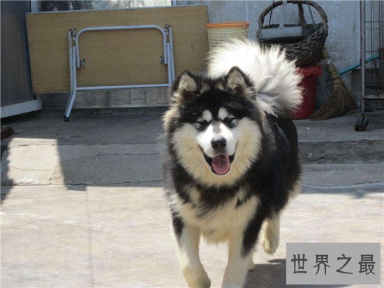 巨型阿拉斯加犬适合哪些人饲养?血统纯正价位很高