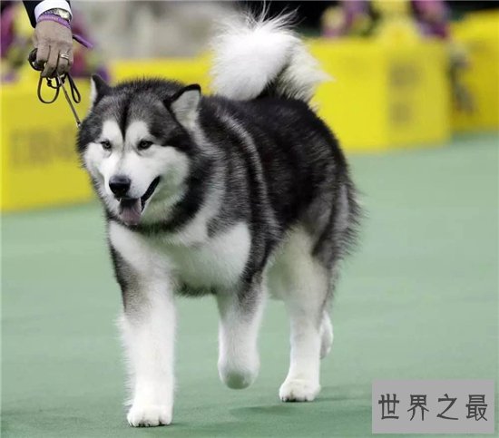 巨型阿拉斯加犬适合哪些人饲养?血统纯正价位很高