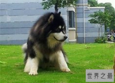 巨型阿拉斯加犬适合哪些人饲养？血统纯正价位很高