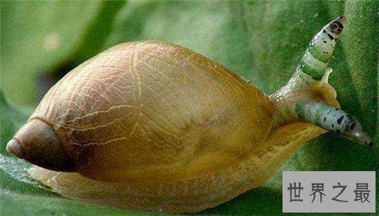 僵尸蜗牛真实存在,寄生虫控制了它们的大脑