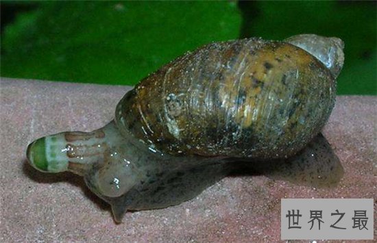 僵尸蜗牛真实存在,寄生虫控制了它们的大脑