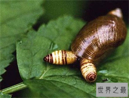 僵尸蜗牛真实存在,寄生虫控制了它们的大脑