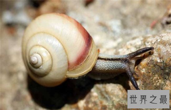 僵尸蜗牛真实存在,寄生虫控制了它们的大脑