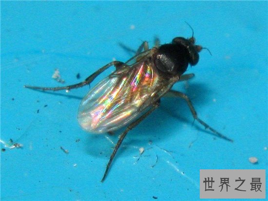 僵尸蜗牛真实存在,寄生虫控制了它们的大脑