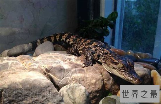 宠物鳄鱼是健忘的冷血动物,曾发生攻击主人事件