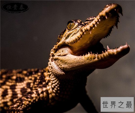 宠物鳄鱼是健忘的冷血动物,曾发生攻击主人事件