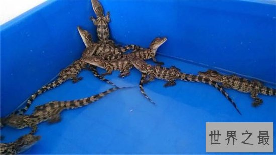 宠物鳄鱼是健忘的冷血动物,曾发生攻击主人事件