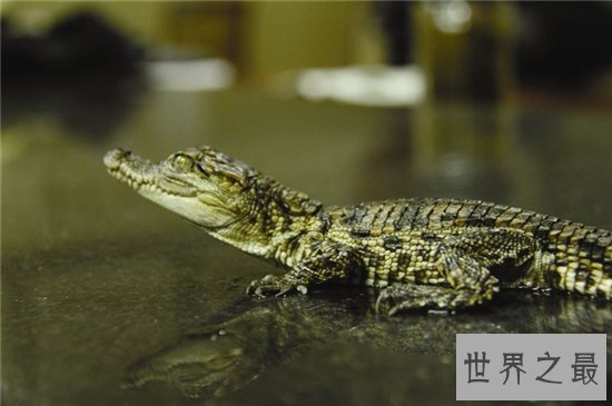 宠物鳄鱼是健忘的冷血动物,曾发生攻击主人事件
